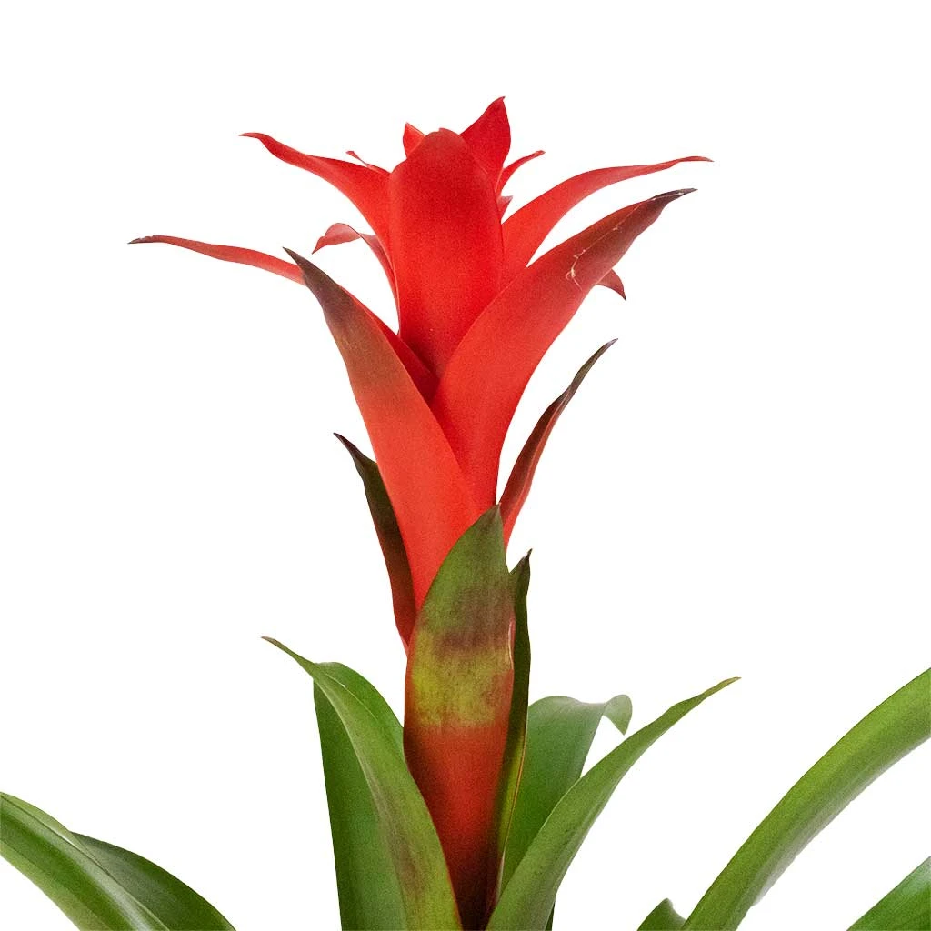 Guzmania Calypso - Starlight Red Bromeliad 8 Guzmania Calypso - Starlight Red Bromeliad - Image 6