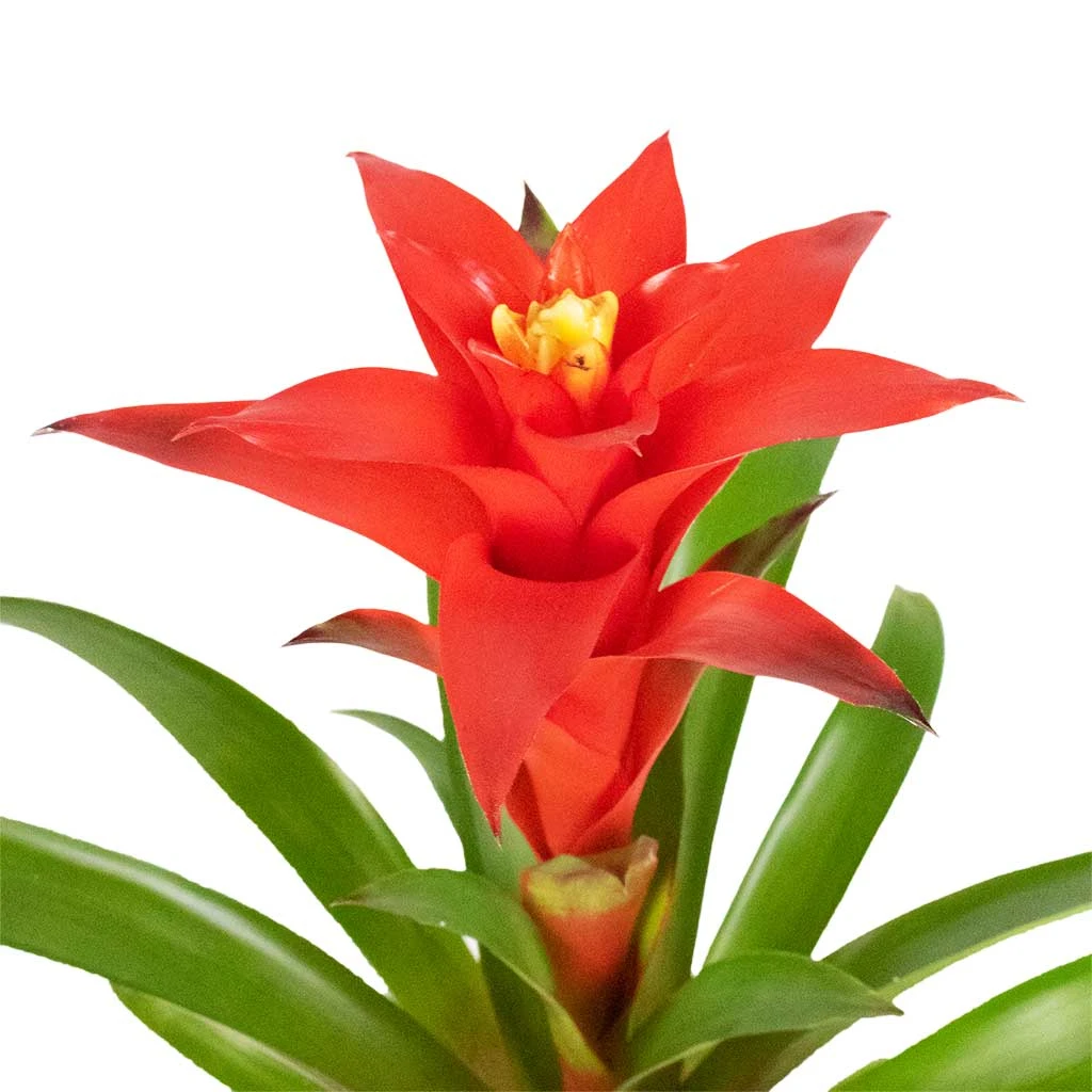 Guzmania Calypso - Starlight Red Bromeliad 5 Guzmania Calypso - Starlight Red Bromeliad - Image 3