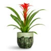 Guzmania Calypso - Starlight Red Bromeliad -Hortology Plants Shop Guzmania Calypso Starlight Red Bromeliad 12x45cm Moon Plant Pot Jungle 19x16cm
