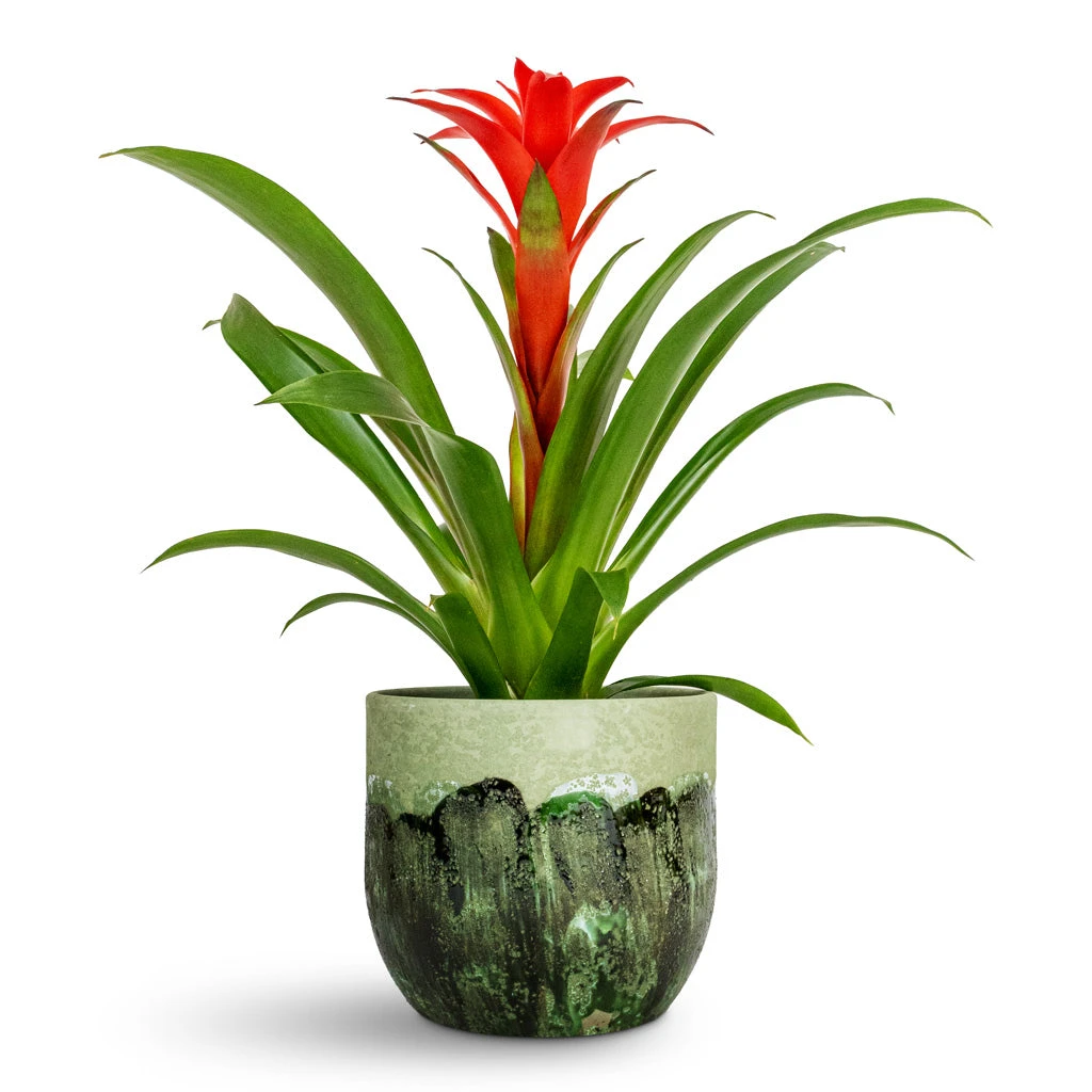 Guzmania Calypso - Starlight Red Bromeliad 3 Guzmania Calypso - Starlight Red Bromeliad