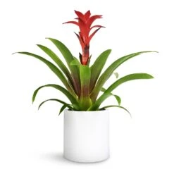 Guzmania Calypso - Starlight Red Bromeliad 13 Guzmania Calypso - Starlight Red Bromeliad -Hortology Plants Shop Guzmania Calypso Starlight Red Bromeliad 12x45cm Puk Planter Matt White 15x15cm 1