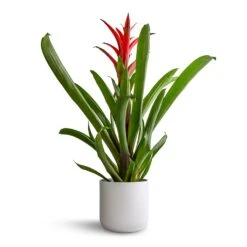Lisbon Plant Pot - White 32 Lisbon Plant Pot - White -Hortology Plants Shop Guzmania Lingulata Amaretto Red Bromeliad 13x55cm Lisbon Plant Pot White 15x15cm