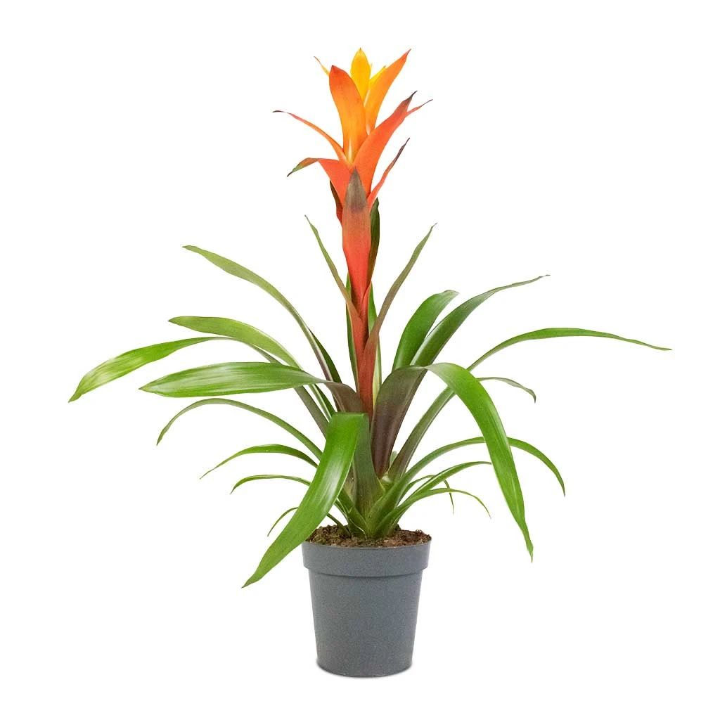 Guzmania Variada - Jazz Orange Bromeliad 6 Guzmania Variada - Jazz Orange Bromeliad - Image 4