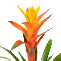 Guzmania Variada - Jazz Orange Bromeliad 15 Guzmania Variada - Jazz Orange Bromeliad -Hortology Plants Shop Guzmania Variada Jazz Orange Bromeliad 13x55cm 2