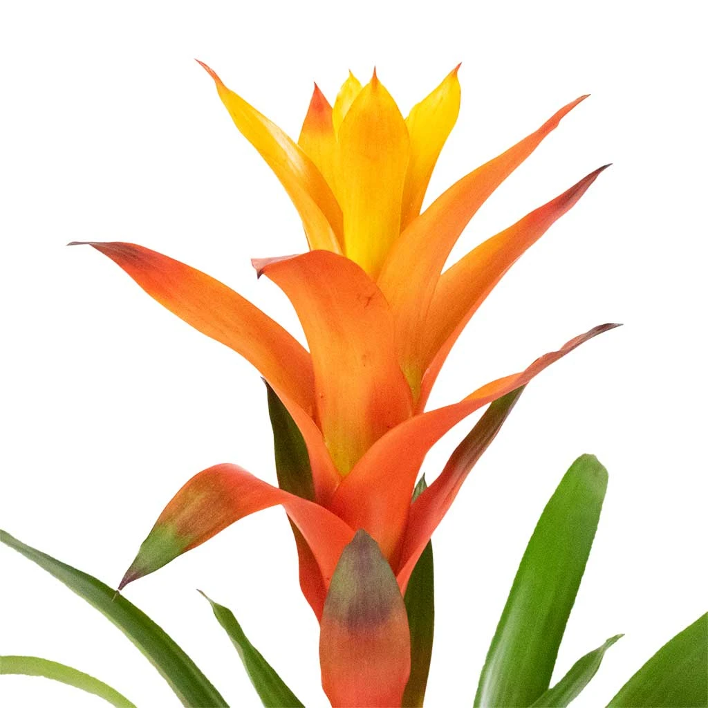 Guzmania Variada - Jazz Orange Bromeliad 8 Guzmania Variada - Jazz Orange Bromeliad - Image 6