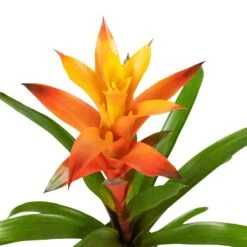 Guzmania Variada - Jazz Orange Bromeliad 12 Guzmania Variada - Jazz Orange Bromeliad -Hortology Plants Shop Guzmania Variada Jazz Orange Bromeliad 13x55cm 3