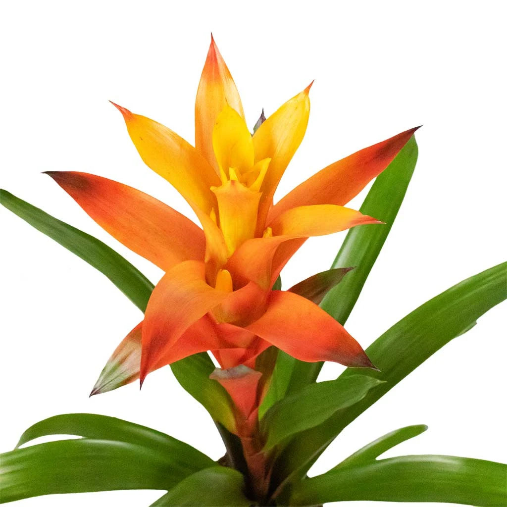 Guzmania Variada - Jazz Orange Bromeliad 5 Guzmania Variada - Jazz Orange Bromeliad - Image 3
