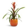 Guzmania Variada - Jazz Orange Bromeliad -Hortology Plants Shop Guzmania Variada Jazz Orange Bromeliad 13x55cm Charlotte Plant Pot Orange 19x16cm 1