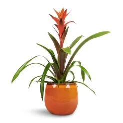 Charlotte Plant Pot - Orange 39 Charlotte Plant Pot - Orange -Hortology Plants Shop Guzmania Variada Jazz Orange Bromeliad 13x55cm Charlotte Plant Pot Orange 19x16cm 1 f30724a3 fc9a 400c 86b4 c2dfb7b290e2