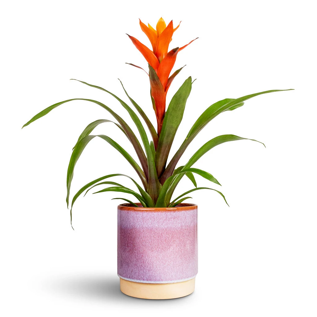 Guzmania Variada - Jazz Orange Bromeliad 4 Guzmania Variada - Jazz Orange Bromeliad - Image 2
