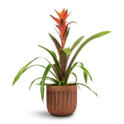 Guzmania Variada - Jazz Orange Bromeliad 14 Guzmania Variada - Jazz Orange Bromeliad -Hortology Plants Shop Guzmania Variada Jazz Orange Bromeliad 13x55cm Duncan Plant Pot Rust 17x16cm 1
