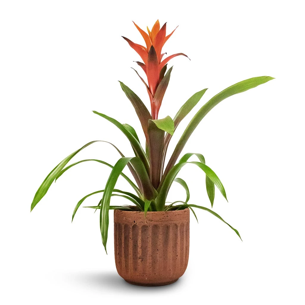 Guzmania Variada - Jazz Orange Bromeliad 7 Guzmania Variada - Jazz Orange Bromeliad - Image 5