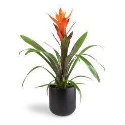 Guzmania Variada - Jazz Orange Bromeliad 16 Guzmania Variada - Jazz Orange Bromeliad -Hortology Plants Shop Guzmania Variada Jazz Orange Bromeliad 13x55cm Lisbon Plant Pot Anthracite 15x15cm