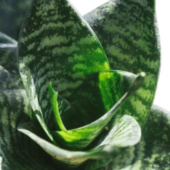Sansevieria Trifasciata Hahnii - Birds Nest Snake Plant -Hortology Plants Shop Hahnii2