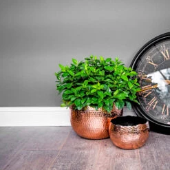 Hammered Bowl - Copper With Black -Hortology Plants Shop Hammered Bowl Copper Lifestyle