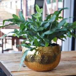 Hammered Bowl - Gold With Black -Hortology Plants Shop Hammered Bowl Gold LS1