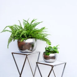 Hammered Bowl - Nickel With Black -Hortology Plants Shop Hammered Bowl Silver Lifestyle 2