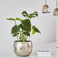 Hammered Bowl - Nickel With Black -Hortology Plants Shop Hammered Bowl Silver Lifestyle