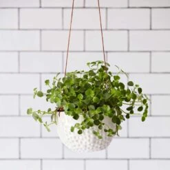 Dot Hanging Indoor Pot 12 Dot Hanging Indoor Pot -Hortology Plants Shop Hanging Pot Dot Planted