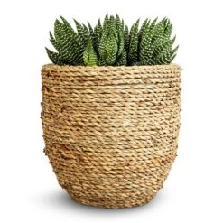 Cody Plant Pot - Straw Grass -Hortology Plants Shop Haworthia Zebrina 10.5x17cm Cody Plant Pot Straw Grass 17x15cm 176c7f15 f1b3 4be3 8ae1 f83efb605f74