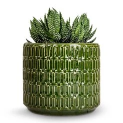 Flor Plant Pot - Green 17 Flor Plant Pot - Green -Hortology Plants Shop Haworthia Zebrina 10.5x17cm Flor Plant Pot Green 14x12cm 5c927e28 5815 4ca3 a788 b19aa0b3d2b4