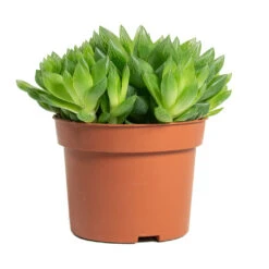 Haworthia Cooperi -Hortology Plants Shop Haworthia cooperi 10.5cm