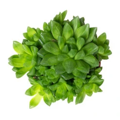 Haworthia Cooperi -Hortology Plants Shop Haworthia cooperi 10.5cm Above