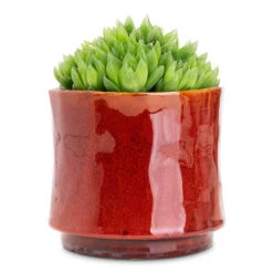 Haworthia Cooperi -Hortology Plants Shop Haworthia cooperi 10.5x16cm Nolan Pot Red 14x12cm