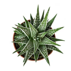 Haworthia Fasciala Alba 14 Haworthia Fasciala Alba -Hortology Plants Shop Haworthia fasciala Alba 8cm Above