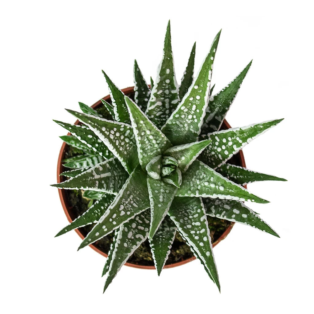 Haworthia Fasciala Alba 6 Haworthia Fasciala Alba - Image 4