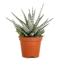 Haworthia Fasciala Alba 13 Haworthia Fasciala Alba -Hortology Plants Shop Haworthia fasciala Alba 8x15cm