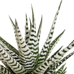 Haworthia Fasciala Alba 12 Haworthia Fasciala Alba -Hortology Plants Shop Haworthia fasciala Alba DETAIL