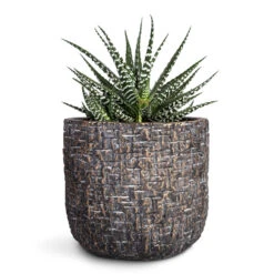 Maxim Plant Pot - Shiny Earth 17 Maxim Plant Pot - Shiny Earth -Hortology Plants Shop Haworthia fasciala Big Band 10.5x17cm Maxim Plant Pot Shiny Earth 14x13cm 1