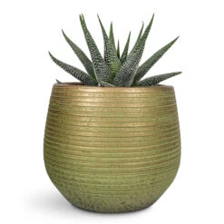 Lydia Plant Pot - Shiny Green 29 Lydia Plant Pot - Shiny Green -Hortology Plants Shop Haworthia fasciala Concolor 10.5x17cm Lydia Plant Pot Shiny Green 15x13cm 1