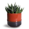 Haworthia Fasciala Concolor -Hortology Plants Shop Haworthia fasciala Concolor 8x15cm Marlijn Plant Pot Blush 11x9cm a143cb34 da80 4ed9 a9ed 6513ff34d6f3