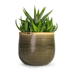 Haworthia Fasciala Concolor -Hortology Plants Shop Haworthia fasciala Concolor Houseplant 10.5x17cm Plant Pot Iris Moss Grey 14x12cm 02e3bb45 df0b 4e5a 82fc f6a9d105bbfe
