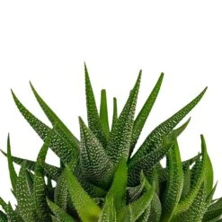 Haworthia Fasciala Concolor -Hortology Plants Shop Haworthia fasciala Concolor Houseplant 10.5x17cm top