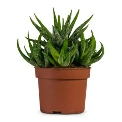 Haworthia Fasciala Concolor -Hortology Plants Shop Haworthia fasciala Concolor Houseplant 10.5x17cm d7580f66 fb50 42a2 857a 543845efbc6f