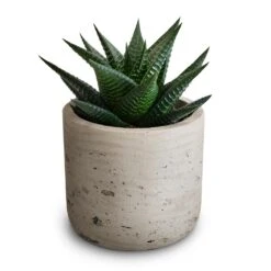 Charlie Plant Pot - Grey Washed -Hortology Plants Shop Haworthiopsis limifolia Fairy Washboard 10.5x15cm Charlie Plant Pot Grey Washed 2 a820c53f 5a8d 42bc 9521 258e216de639
