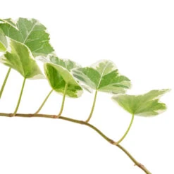 Hedera Helix White Wonder - English Ivy -Hortology Plants Shop Hedera variegated 9cm SWATCH