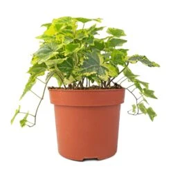 Hedera Helix Golden Kolibri - English Ivy -Hortology Plants Shop Hedera helix Golden Kolibri English Ivy 13x20cm