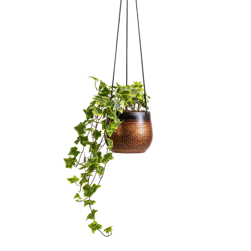 Mya Hanging Planter - Shiny Mocha 5 Mya Hanging Planter - Shiny Mocha - Image 3