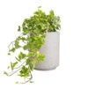 Hedera Helix Golden Kolibri - English Ivy -Hortology Plants Shop Hedera helix Golden Kolibri English Ivy 13x20cm Suzi Plant Pot Grey Washed 18x21.5cm