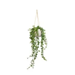 Hedera Helix Pittsburgh - English Ivy 17 Hedera Helix Pittsburgh - English Ivy -Hortology Plants Shop Hedera helix Pittsburgh English Ivy 17x70cm Patt Hanging Plant Pot Grey Washed 23x20cm