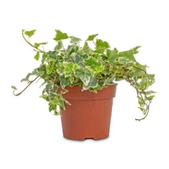 Hedera Helix White Wonder - English Ivy -Hortology Plants Shop Hedera helix White Wonder English Ivy 13x20cm