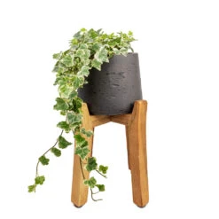 Hedera Helix White Wonder - English Ivy -Hortology Plants Shop Hedera helix White Wonder English Ivy 13x20cm Patt Plant Pot Tall Stand Black Washed 23x34cm