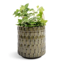 Hedera Helix White Wonder - English Ivy -Hortology Plants Shop Hedera helix White Wonder English Ivy 9x10cm Stian Plant Pot Moss Green 10x11cm
