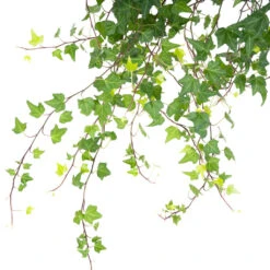 Hedera Helix Pittsburgh - English Ivy 15 Hedera Helix Pittsburgh - English Ivy -Hortology Plants Shop HederahelixPittsburgh EnglishIvy close up