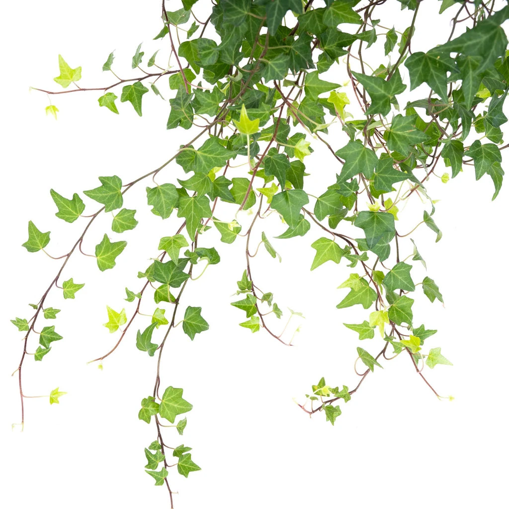 Hedera Helix Pittsburgh - English Ivy 6 Hedera Helix Pittsburgh - English Ivy - Image 4