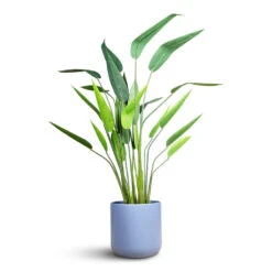 Lisbon Plant Pot - Powder Blue -Hortology Plants Shop Heliconia Artificial 125cm Lisbon Pot Powder Blue 26x26cm